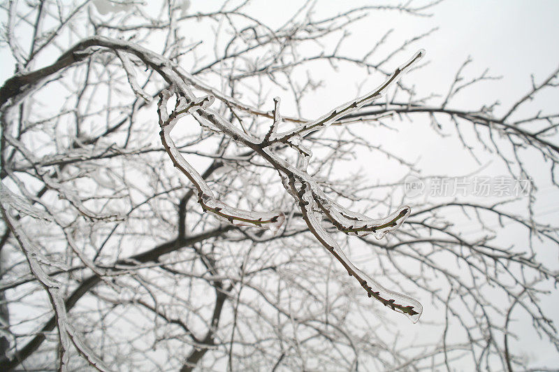 Ice on branches of a tree in the winter, Moscow Region